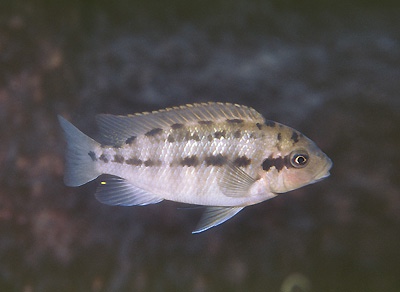 Petrotilapia flaviventris 'Linganjala Reef'